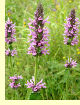 Буквица лекарственная (Betonica officinalls L.) Буквица лекарственная (Betonica officinalls L.)